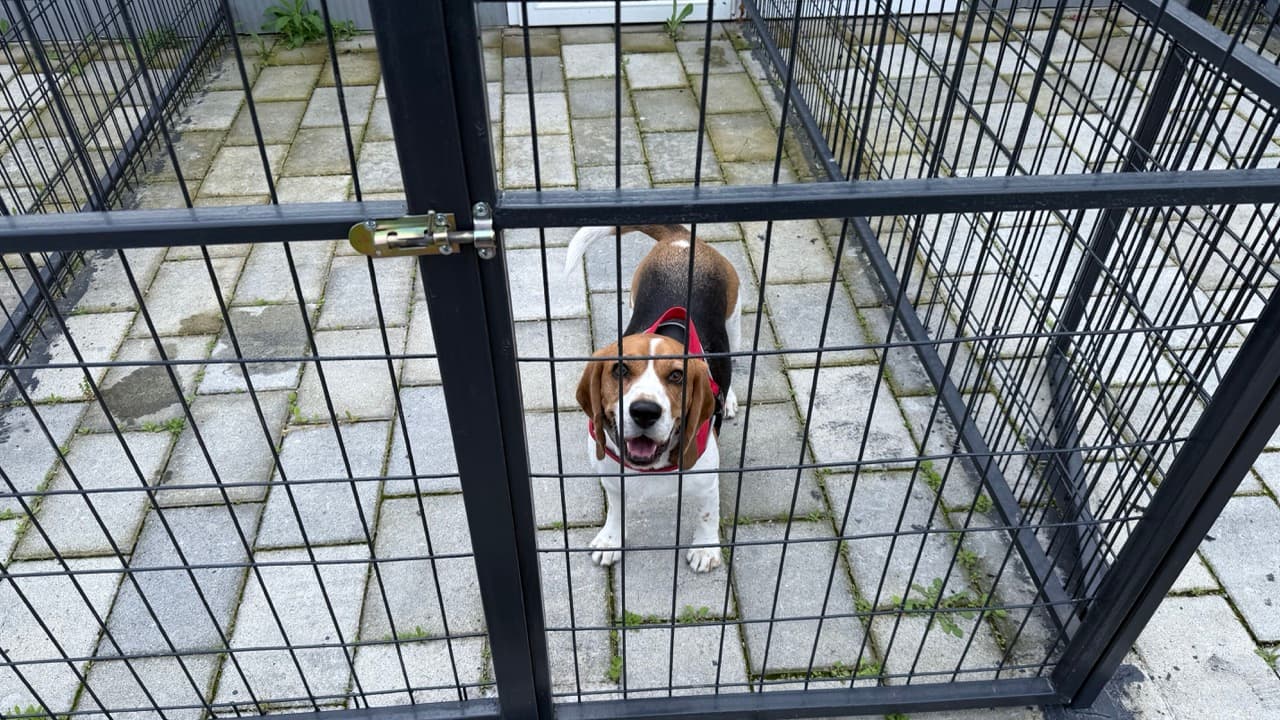 Dog in private playground area
