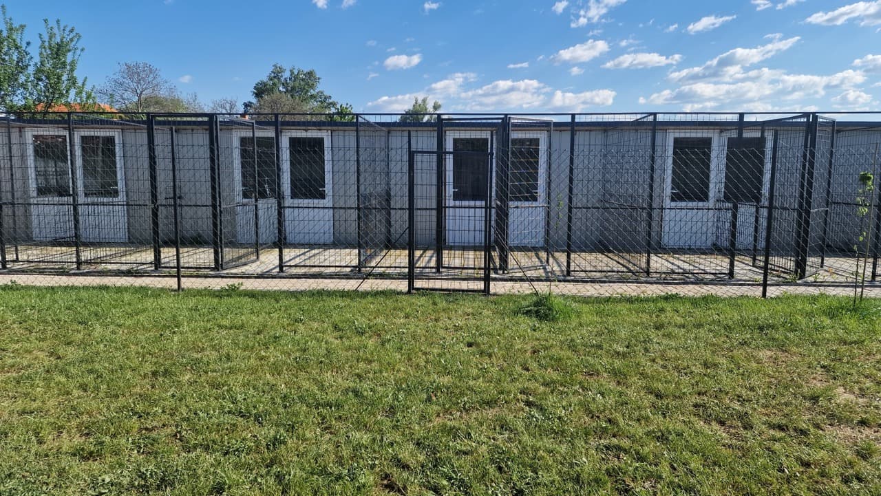 Dogs playing at Dog Planet doggy day care