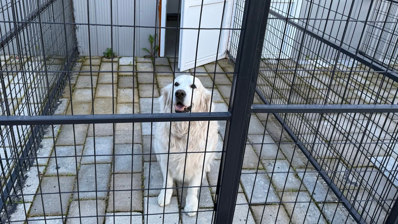 Dog in private outside area