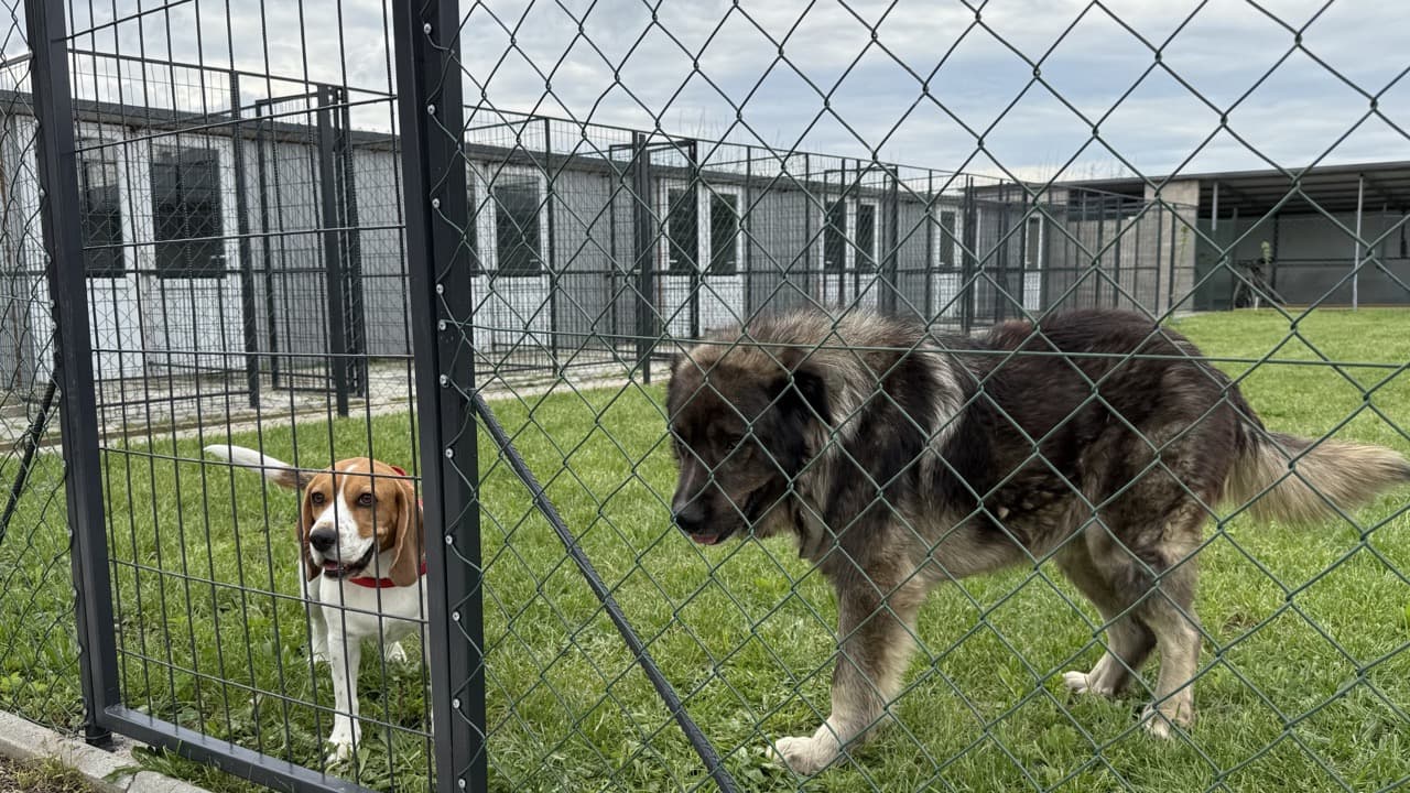 Dogs in play area