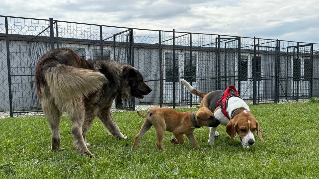 Dogs playing together
