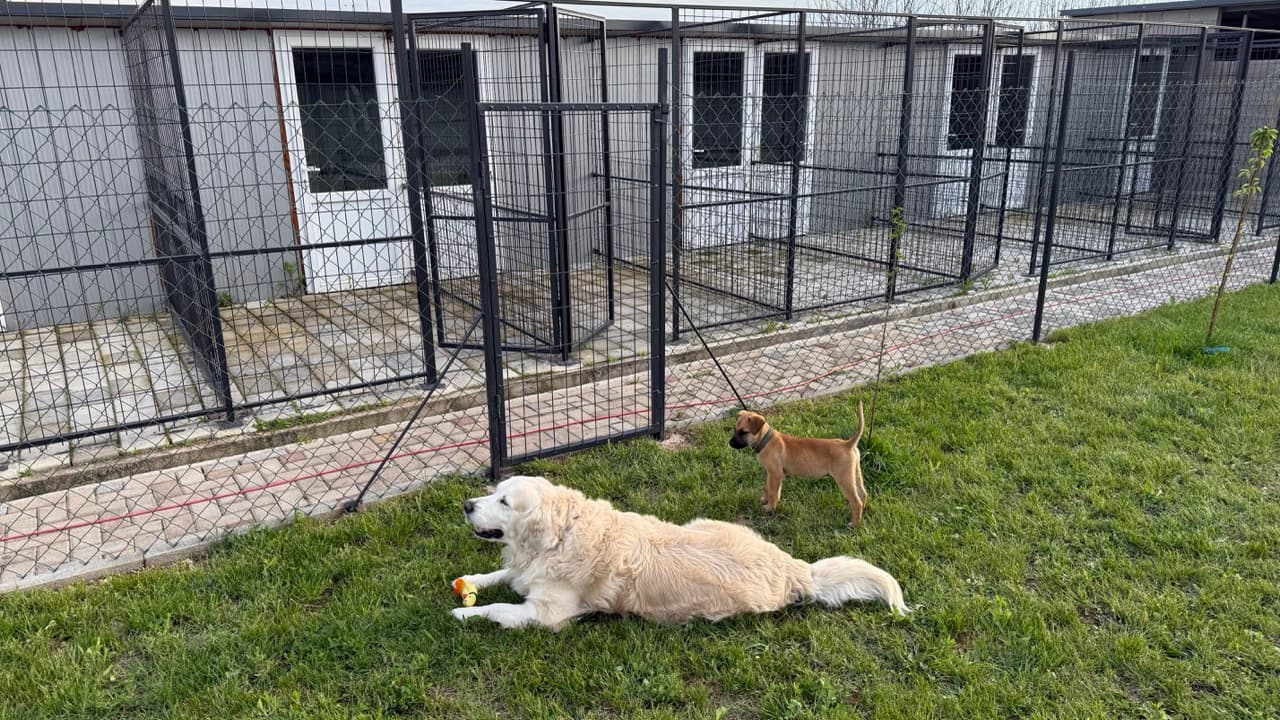 Dogs relaxing playing with toys