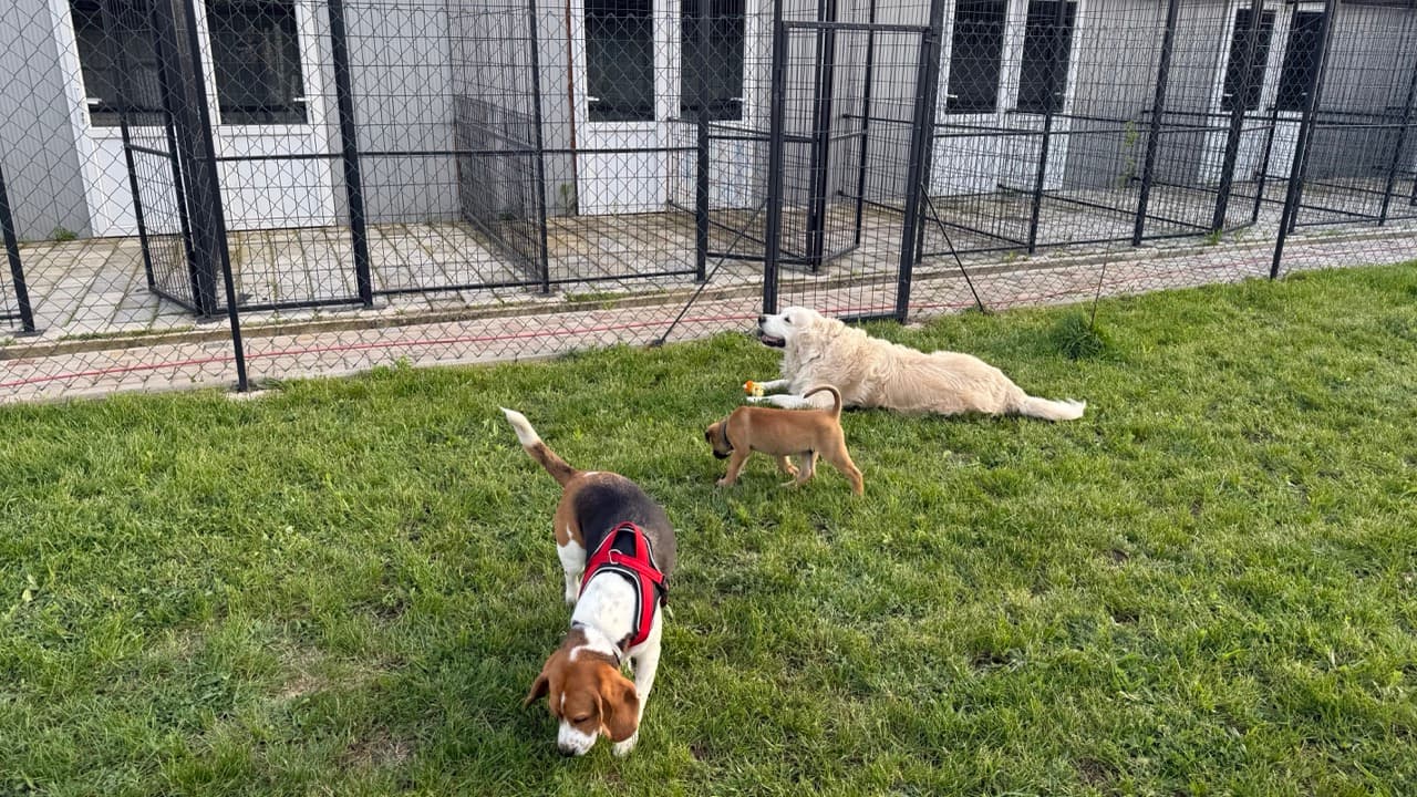 Dogs sniffing and playing