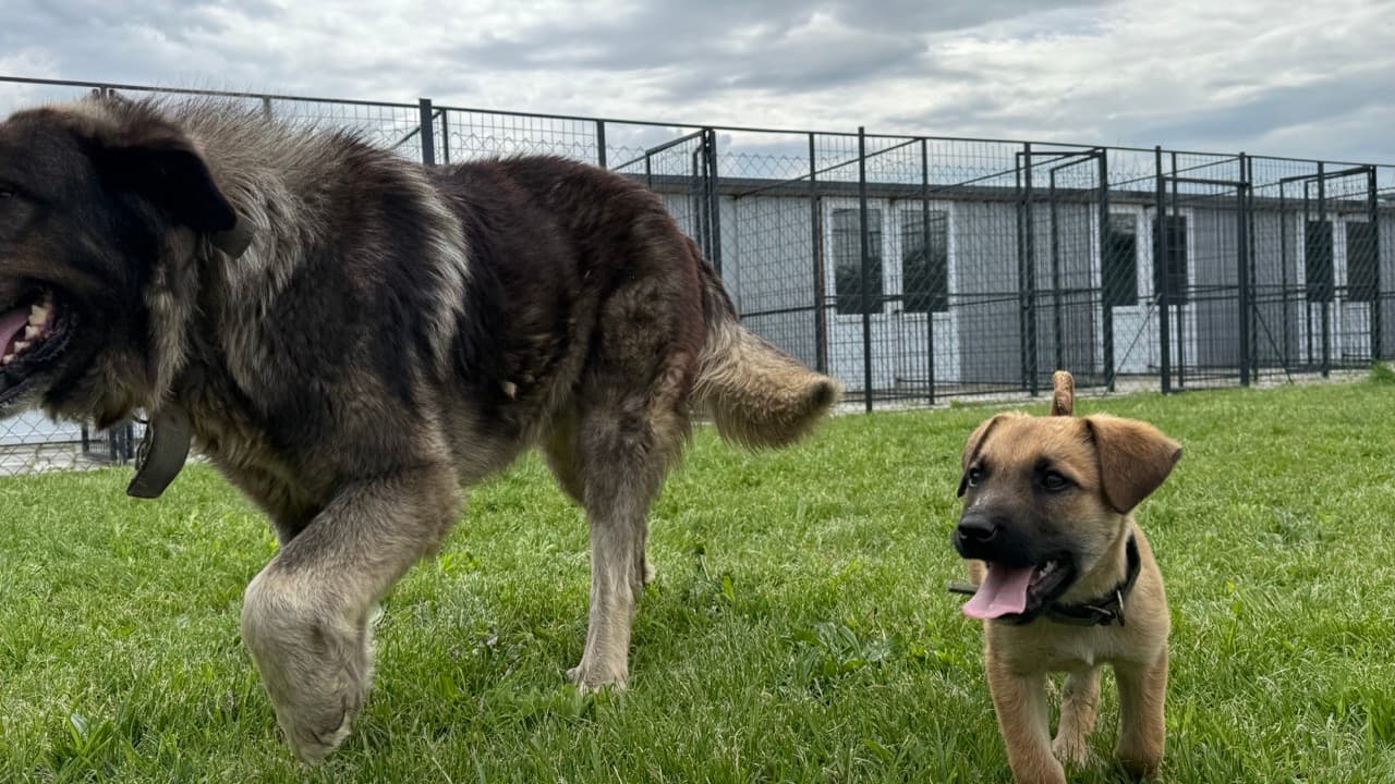 Dogs walking towards camera